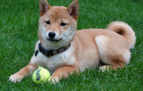 Una fotografía del perro de raza japonesa Shiba Inu.