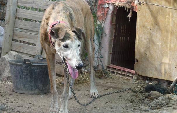 Uno de los perros cuya situación ha sido denunciada por Galgos del Sur en Níjar (Almería)
GALGOS DEL SUR
  (Foto de ARCHIVO)
24/5/2021