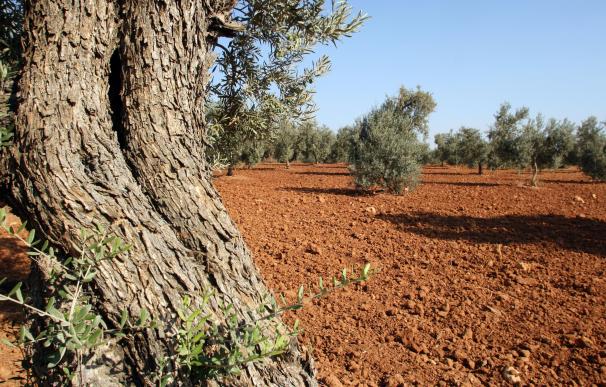 Foto recurso de olivos en olivares de Andalucía