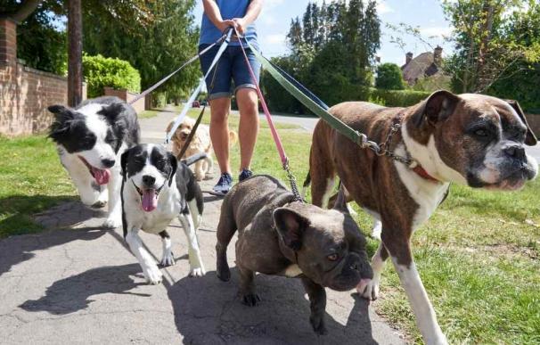 El joven paseador de perros que llega a ganar más de 122.000 euros al año