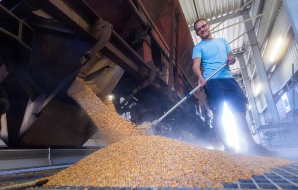 España se sitúa como el país que más cereal exportado recibe de Ucrania.