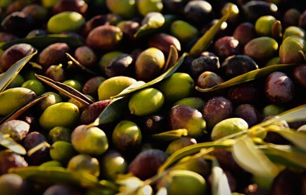 El aceite de oliva alcanza su precio máximo por el alza de los costes