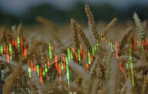 El precio del trigo acumula una caída del 50% desde los máximos de mayo.