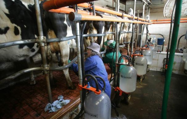 La renovación de los contratos en el sector lácteo tensa los precios en origen