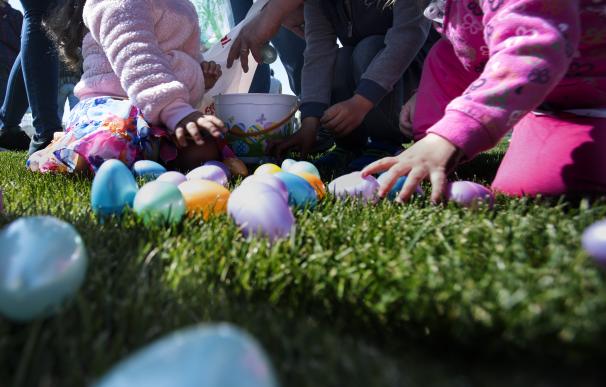 Recogida de la cosecha de huevos de Pascua por Semana Santa.