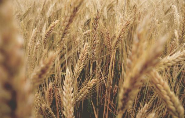 La CE pone el foco en la legalidad del veto a las importaciones de grano ucraniano