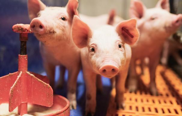 El sector del cerdo exporta un 5% en 2022 por la inflación y la caía de ventas a China