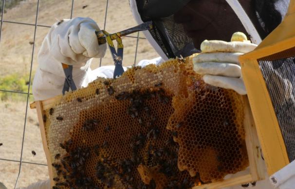 El extraño caso de la miel: Europa regula su etiquetado pero no contenta a nadie