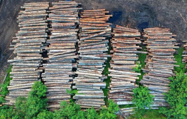 La UE pendiente de la deforestación limita las importaciones de algunos productos