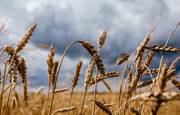 Tira y afloja para renovar el pacto del cereal: Rusia no revela aún si dará su aval