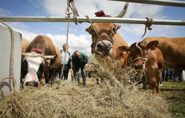 La sequía abre la carrera contrarreloj por el forraje e impulsa el sacrificio de ganado