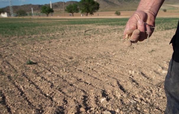 Santander abre una línea de préstamos de 5.000 millones para paliar la sequía