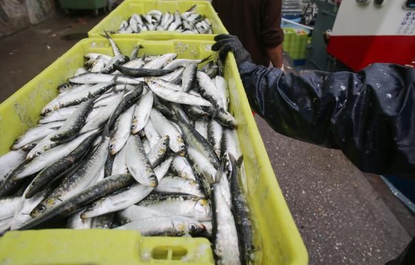Cajas de sardinas a su llegada al puerto de Burela, a 22 de junio de 2023, en Burela, Lugo, Galicia (España).