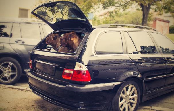 ¿Cómo tengo que viajar en el coche con mi perro? Multas de Tráfico a las que te enfrentas