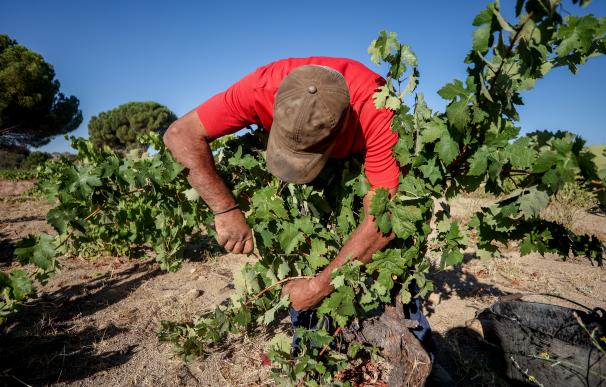 Un trabajador recoge uvas en el campo, a 23 de agosto de 2022, en San Martín de Valdeiglesias, Madrid (España).