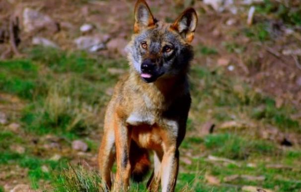 Castilla y León pide al Gobierno seguir a la UE y flexibilizar la protección al lobo