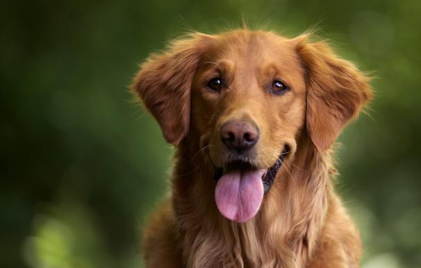 Ley de Bienestar Animal: cuándo entra en vigor el seguro obligatorio para perros