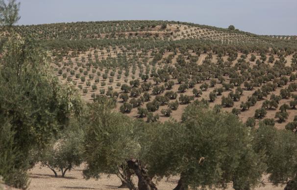 La exportación de aceite de oliva iguala la de 2022 en valor, pese a vender un 40% menos