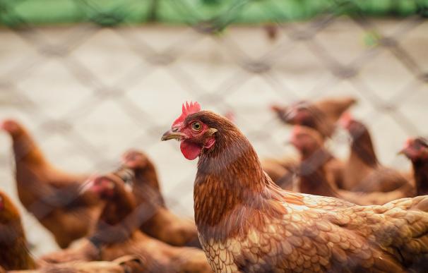 El pollo triplicará su precio después de la revisión de la norma de bienestar animal