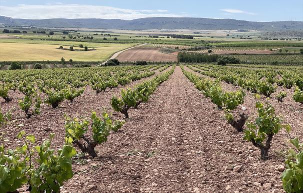 El Gobierno flexibilizará las ayudas para el sector hortofrutícola y el del vino