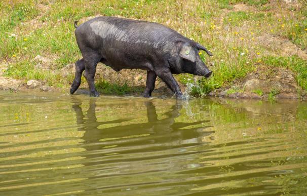 Un cerdo de raza ibérica pura en el lago de la Finca Morianillo de la empresa Jierrito Alto en Jerez de los Caballeros/ Badajoz