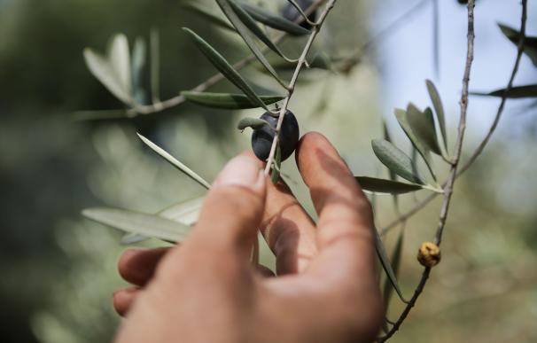 El mejor aceite de oliva virgen extra del mundo es español y viene de La Mancha