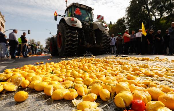 La entrada de naranja y limones de fuera de la UE dejan en el árbol millones de kg