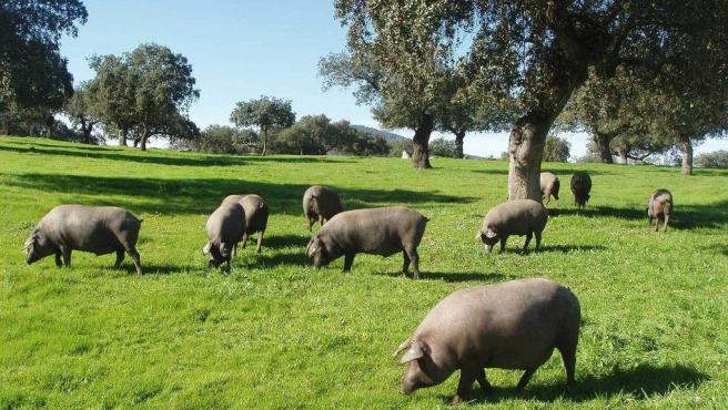 Desde los criadores de cerdo ibérico se lamentan que este año había una gran producción, pero no hay ventas.