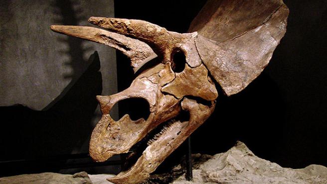 Un tercio de las especies de dinosaurios nunca existió, según dos  paleontólogos estadounidenses