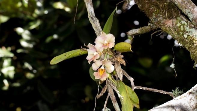 Las orquídeas tropicales se comportan como plantas de sombra pese a crecer  sobre los árboles