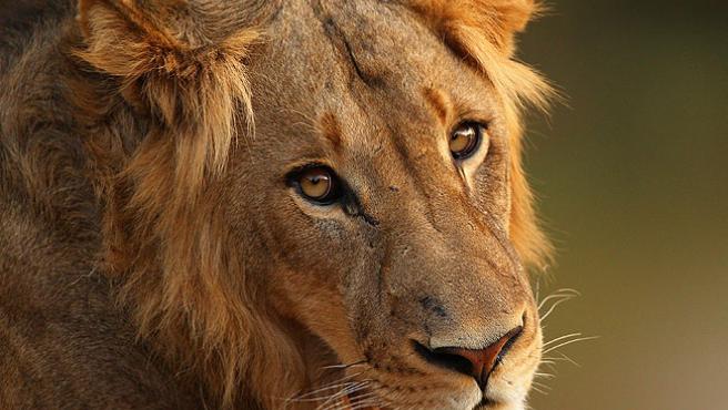 Si continúa la caza, los leones de África desaparecerán en diez años