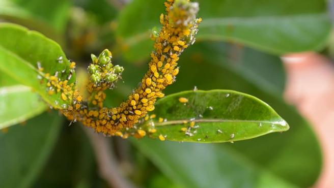 He reconocido religión teoría Cómo eliminar los insectos de tus plantas: ocho sencillos trucos