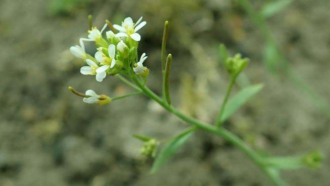 Arabidopsis thaliana.