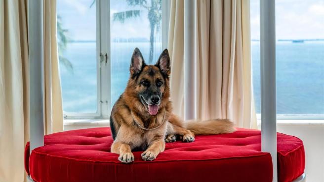 Fotografía cedida por LPG for The Assouline Team at Compass donde se aprecia el perro más rico del mundo, un pastor alemán llamado Gunther VI,