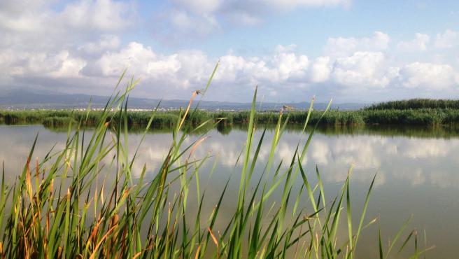 Los Humedales del Delta del Ebro, declarados reserva natural de fauna salvaje