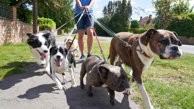 Coro semestre salir El joven paseador de perros que llega a ganar más de 122.000 euros al año