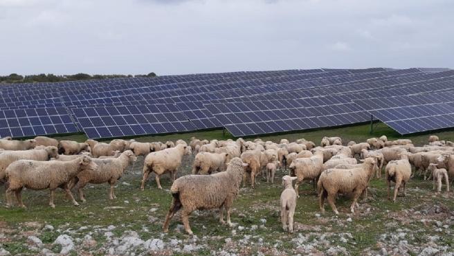 Ovejas en la planta fotovoltaica Núñez de Balboa III (Extremadura).