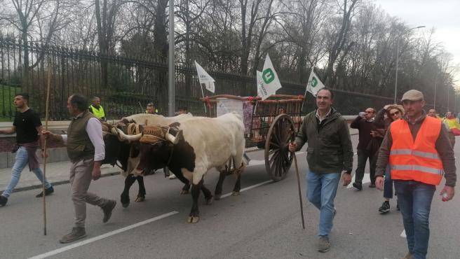 Los agricultores con ganado por las calles de Madrid en sus protestas