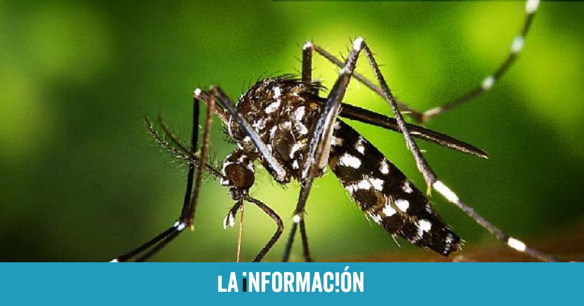 Perspicaz Autor Altitud VIRUS MOSQUITO ALICANTE - Diagnostican el virus de Chicungunya a los  turistas de Islandia en Alicante