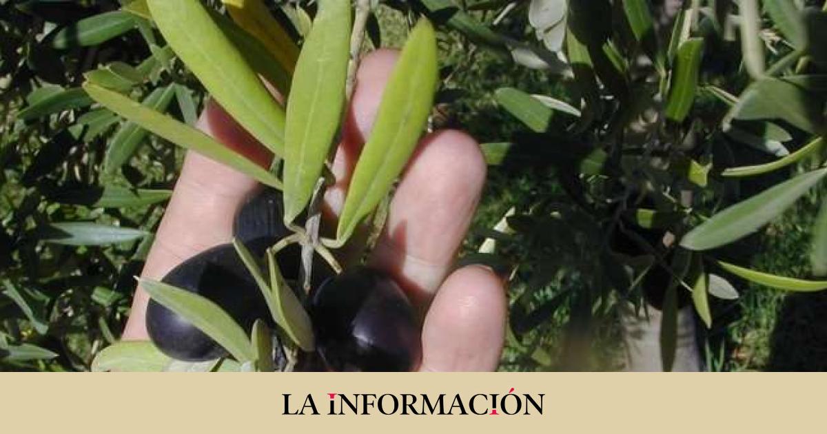 The World Trade Organization postpones its decision on the customs tariff on black olives between the United States and Spain