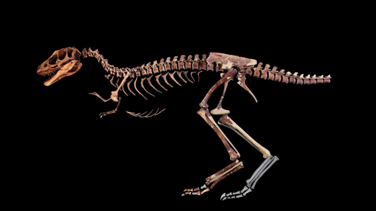 Descubren un antepasado en miniatura del terrible Tyrannosaurus rex
