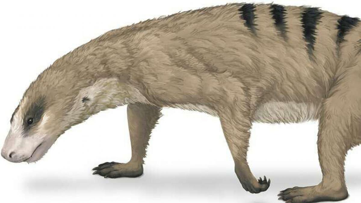 Los mamíferos desarrollaron brazos mucho antes de aparecer los dinosaurios