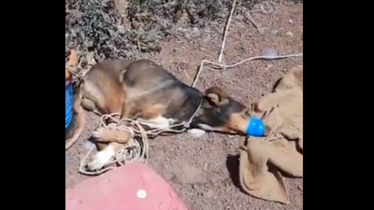 Matan a un perro por asfixia tras atarle con cinta aislante en Lanzarote