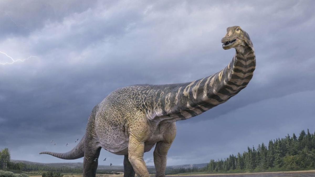 Descubren uno de los dinosaurios más grandes: 25 metros de largo y 5 de alto